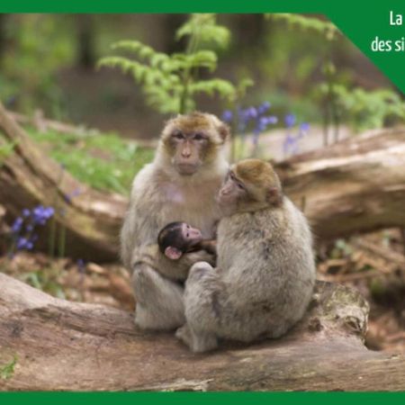 شقة La Parenthese Alsacienne Au Coeur De سليستا المظهر الخارجي الصورة